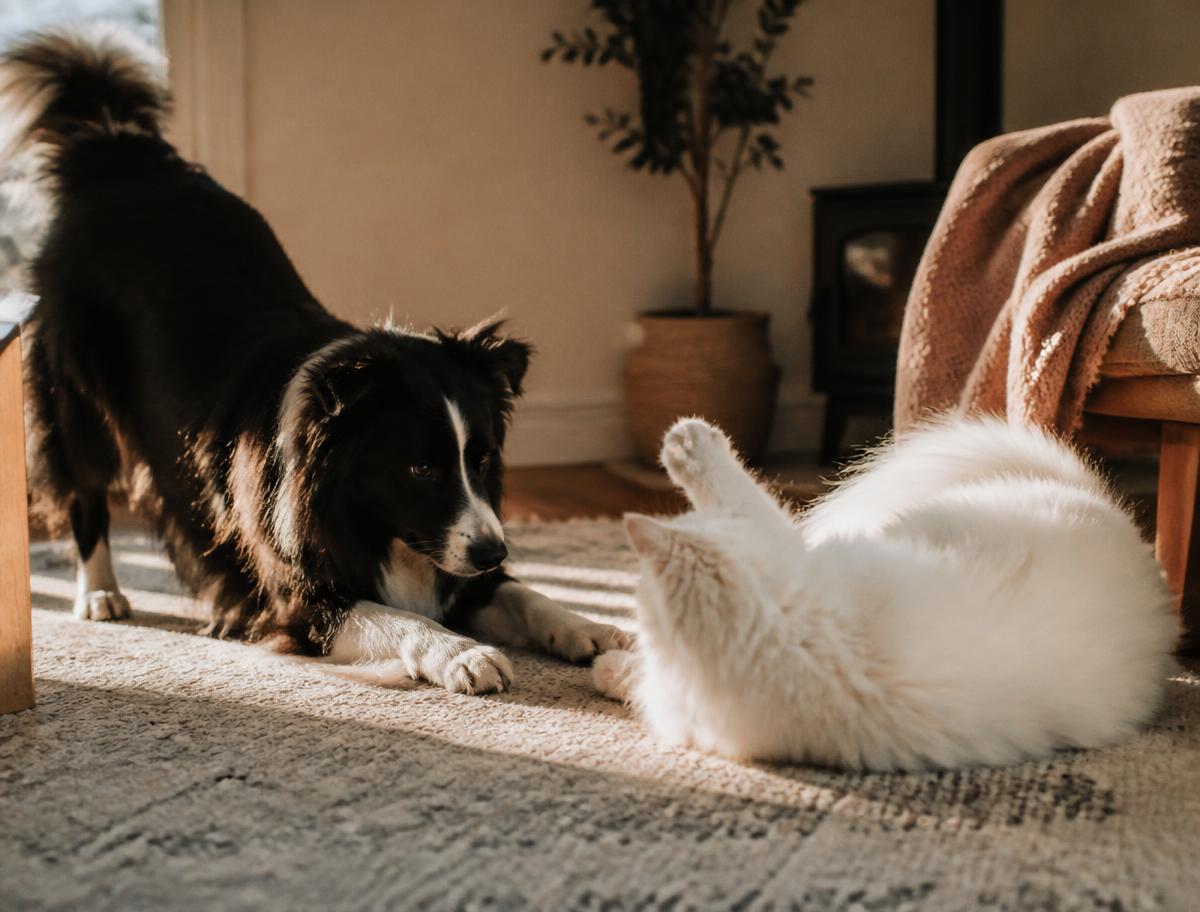 Un chien et un chat qui jouent dans un salon baigné de lumière